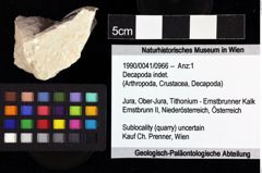 Foto (Objket + Etiketten) von Decapoda indet. 